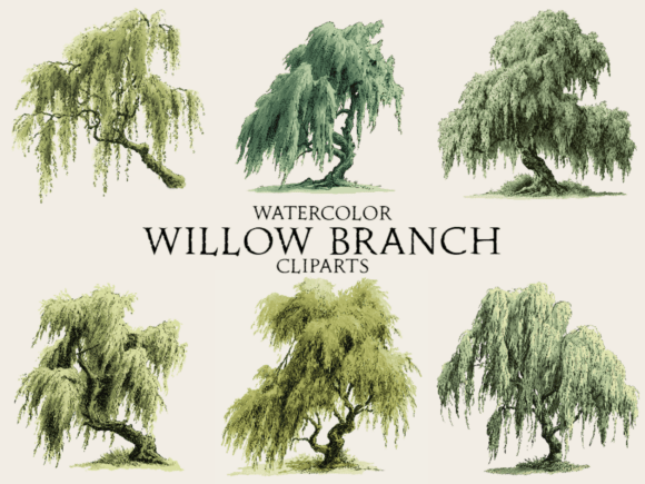 Download Watercolor Willow Branch Clipart - Clipart Collection