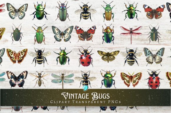 Download Vintage Bugs Clipart Transparent PNGs - Clipart Collection