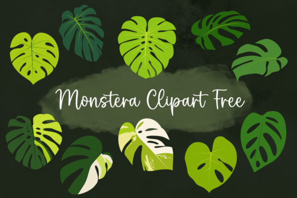 Download Monstera Clipart Free - Clipart Collection